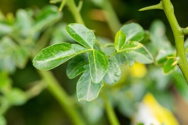 Trifoliet appelsin Poncirus trifoliata busk Poncirus trifoliata