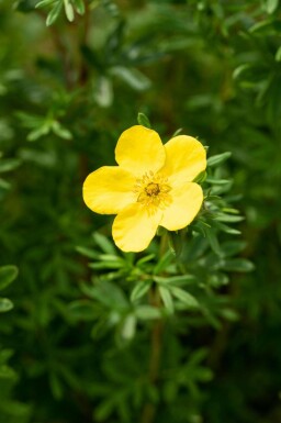Buskpotentil Potentilla fruticosa 'Goldfinger' busk Potentilla fruticosa 'Goldfinger'