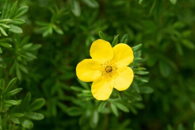 Buskpotentil Potentilla fruticosa 'Goldfinger' busk Potentilla fruticosa 'Goldfinger'