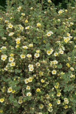 Buskpotentil Potentilla fruticosa 'Limelight' busk Potentilla fruticosa 'Limelight' busk
