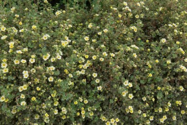 Buskpotentil Potentilla fruticosa 'Limelight' busk Potentilla fruticosa 'Limelight' busk