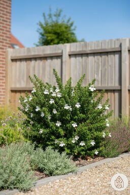 Prostanthera cuneata busk