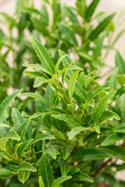 Kirsebærlaurbær Prunus laurocerasus 'Sofia' busk Prunus laurocerasus 'Sofia' busk