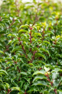 Prunus lusitanica 'Brenelia'