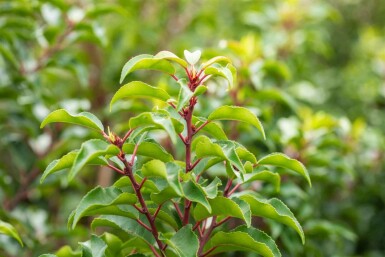 Prunus lusitanica 'Brenelia'