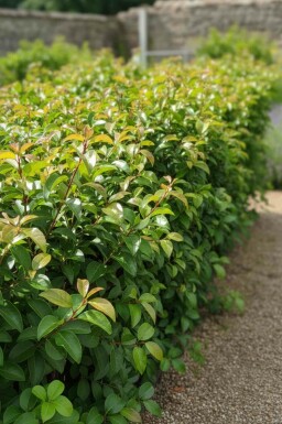 Prunus lusitanica 'Tico' busk