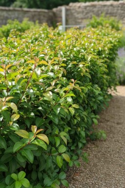 Prunus lusitanica 'Tico' busk