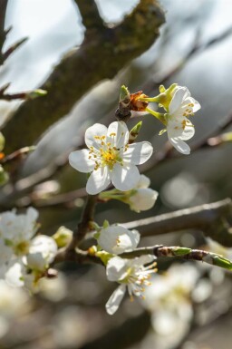 Slåen Prunus spinosa busk Prunus spinosa busk
