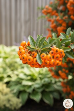 Pyracantha 'Red Cushion' busk