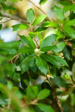 Stenek Quercus ilex busk Quercus ilex