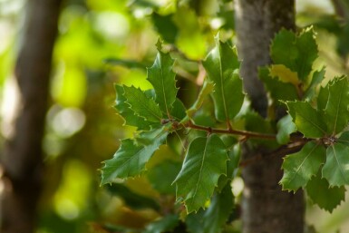 Stenek Quercus ilex busk Quercus ilex