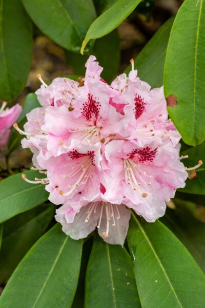 Alperose Rhododendron 'Albert Schweitzer' busk Rhododendron 'Albert Schweitzer' busk