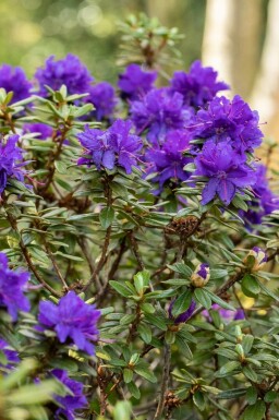 Alperose Rhododendron 'Azurika' busk Rhododendron 'Azurika'
