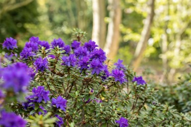 Alperose Rhododendron 'Azurika' busk Rhododendron 'Azurika'