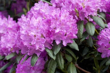Rhododendron Rhododendron catawbiense 'Boursault' busk Rhododendron catawbiense 'Boursault' busk