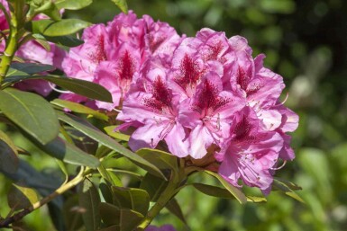 Rododendron Rhododendron 'Cosmopolitan' busk Rhododendron 'Cosmopolitan' busk