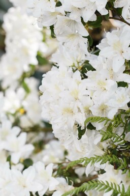 Alperose Rhododendron 'Dora Amateis' busk Rhododendron 'Dora Amateis'