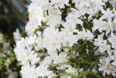 Alperose Rhododendron 'Dora Amateis' busk Rhododendron 'Dora Amateis'