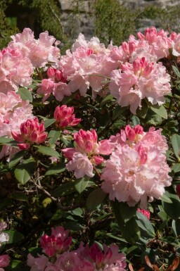 Rododendron Rhododendron 'Dreamland' busk Rhododendron 'Dreamland' busk
