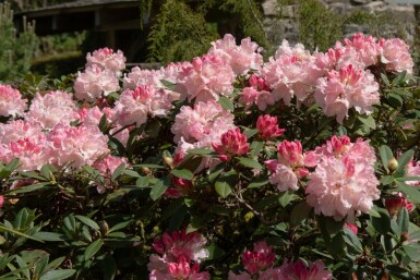 Rododendron Rhododendron 'Dreamland' busk Rhododendron 'Dreamland' busk