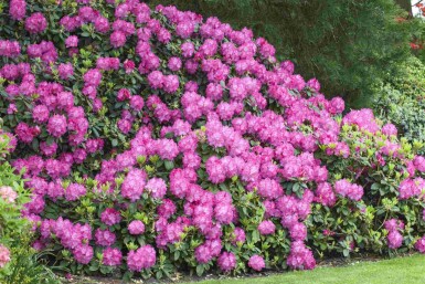 Alperose Rhododendron 'Germania' busk Rhododendron 'Germania' busk