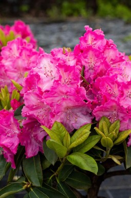 Rhododendron 'Germania' busk 60-70 cm