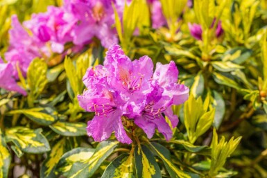Alperose Rhododendron 'Goldflimmer' busk Rhododendron 'Goldflimmer' busk