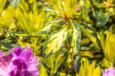 Rhododendron 'Goldflimmer' busk 30-40 cm