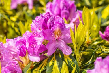 Rhododendron 'Goldflimmer' busk 30-40 cm