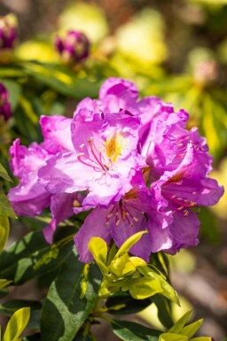 Rhododendron 'Goldflimmer' busk 30-40 cm
