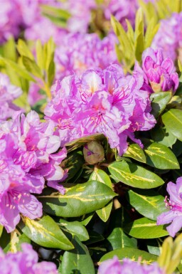 Rhododendron 'Goldflimmer' busk 30-40 cm