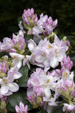 Rhododendron 'Gomer Waterer'