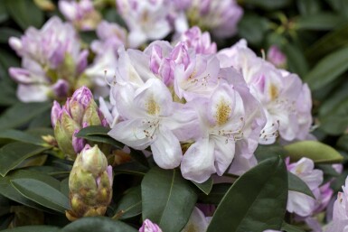 Rhododendron 'Gomer Waterer'