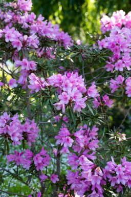 Alperose Rhododendron 'Graziella' busk Rhododendron 'Graziella' busk