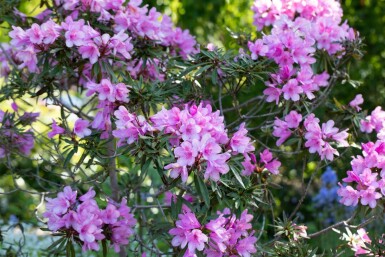 Alperose Rhododendron 'Graziella' busk Rhododendron 'Graziella' busk