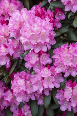 Alperose Rhododendron 'Kalinka' busk Rhododendron 'Kalinka' busk