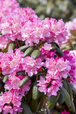 Alperose Rhododendron 'Kalinka' busk Rhododendron 'Kalinka' busk