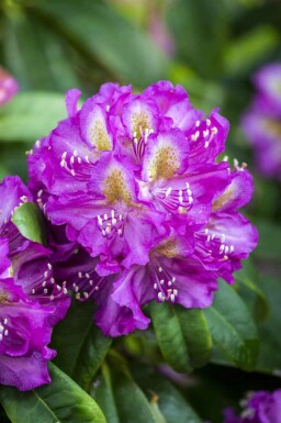 Alperose Rhododendron 'Marcel Menard' busk Rhododendron 'Marcel Menard' busk
