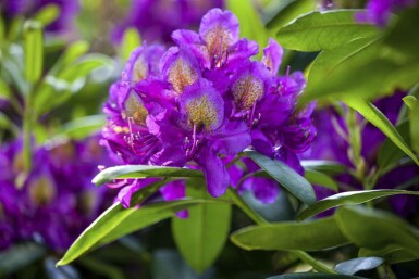 Alperose Rhododendron 'Marcel Menard' busk Rhododendron 'Marcel Menard' busk