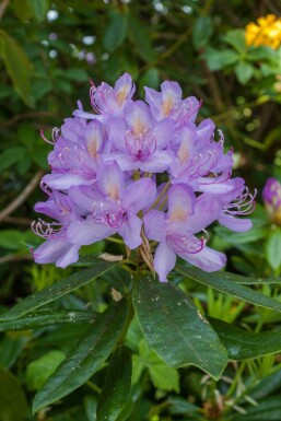 Alperose Rhododendron 'Moerheim' busk Rhododendron 'Moerheim' busk