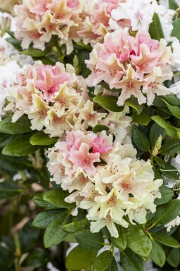 Rododendron Rhododendron 'Percy Wiseman' busk Rhododendron 'Percy Wiseman' busk