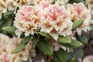 Rododendron Rhododendron 'Percy Wiseman' busk Rhododendron 'Percy Wiseman' busk