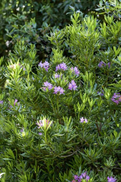 Rhododendron ponticum busk 80-100 cm