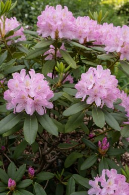 Rhododendron Rhododendron ponticum 'Roseum' busk Rhododendron ponticum 'Roseum' busk