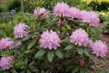 Rhododendron ponticum 'Roseum' busk