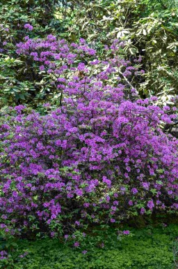 Rhododendron Rhododendron praecox busk Rhododendron praecox