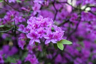 Rhododendron Rhododendron praecox busk Rhododendron praecox