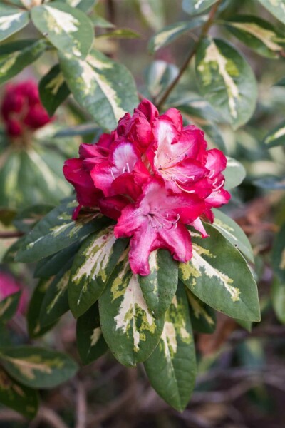 Alperose Rhododendron 'President Roosevelt' busk Rhododendron 'President Roosevelt' busk