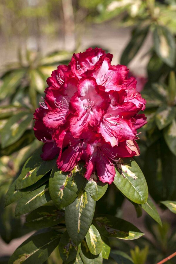 Alperose Rhododendron 'President Roosevelt' busk Rhododendron 'President Roosevelt' busk
