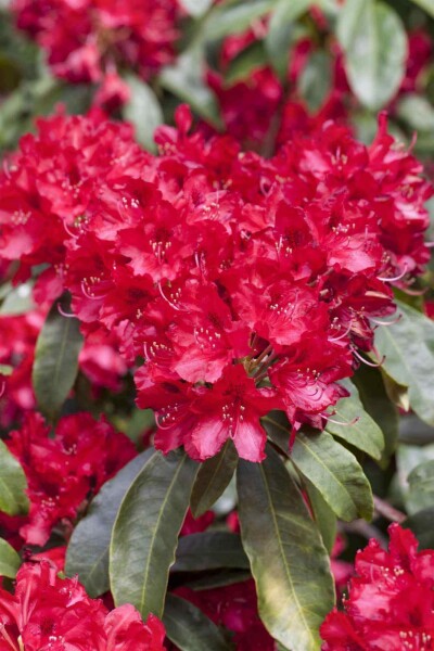 Alperose Rhododendron 'Red Jack' busk Rhododendron 'Red Jack' busk